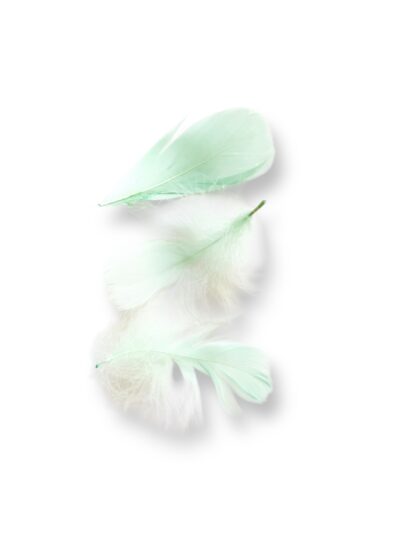 Пір’я ніжно бірюзове.